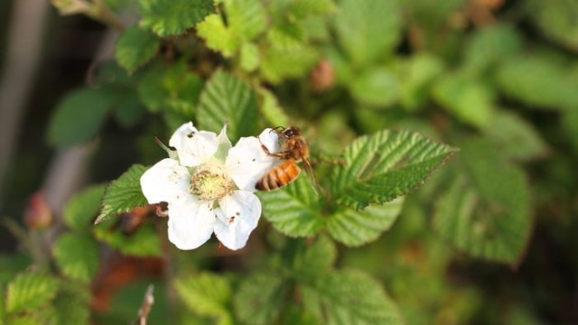 石蜜、木蜜采百草釀成