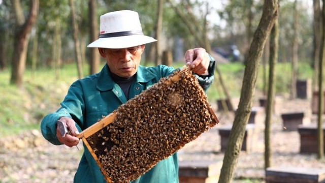 成熟蜂蜜的采收過(guò)程