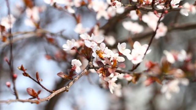 野生土蜂蜜安全嗎