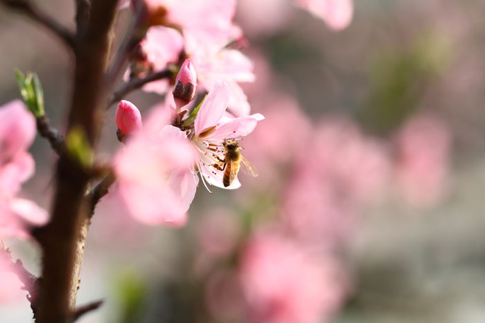 蜂蜜的性質(zhì)與蜜源有關(guān)