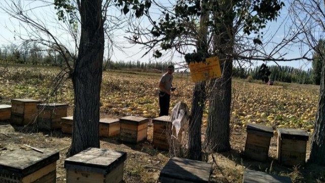 花蜜釀成成熟蜜與地域、氣候有關(guān)