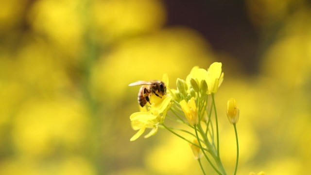 油菜蜜采集時間達(dá)7個月