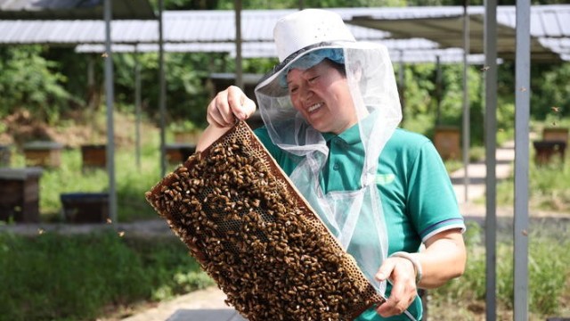 蜂膠用途廣泛